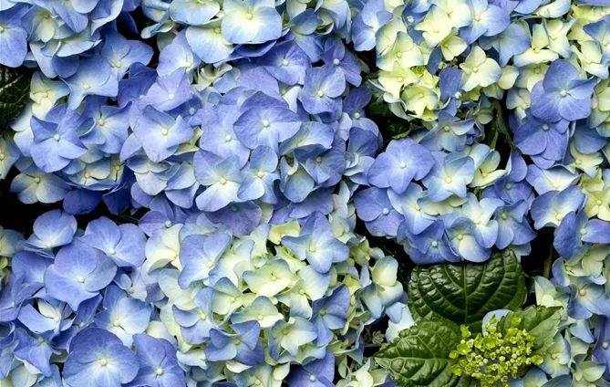 Hydrangea macrophylla