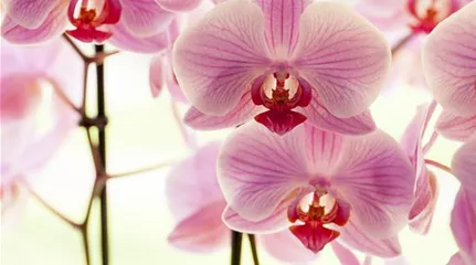 Phalaenopsis, rosa