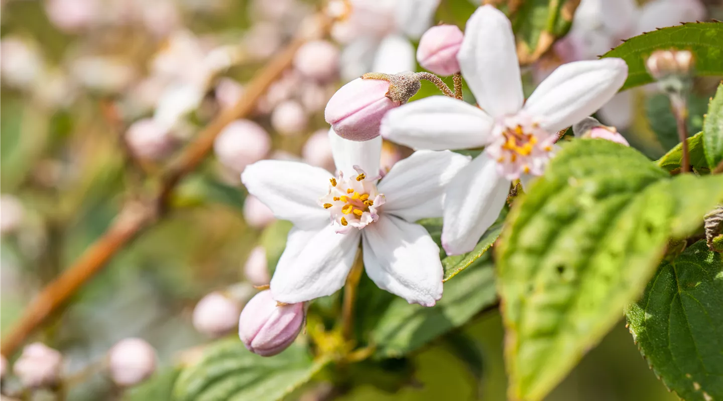 Deutzia x hybrida 'Mont Rose' (GS664477.jpg)