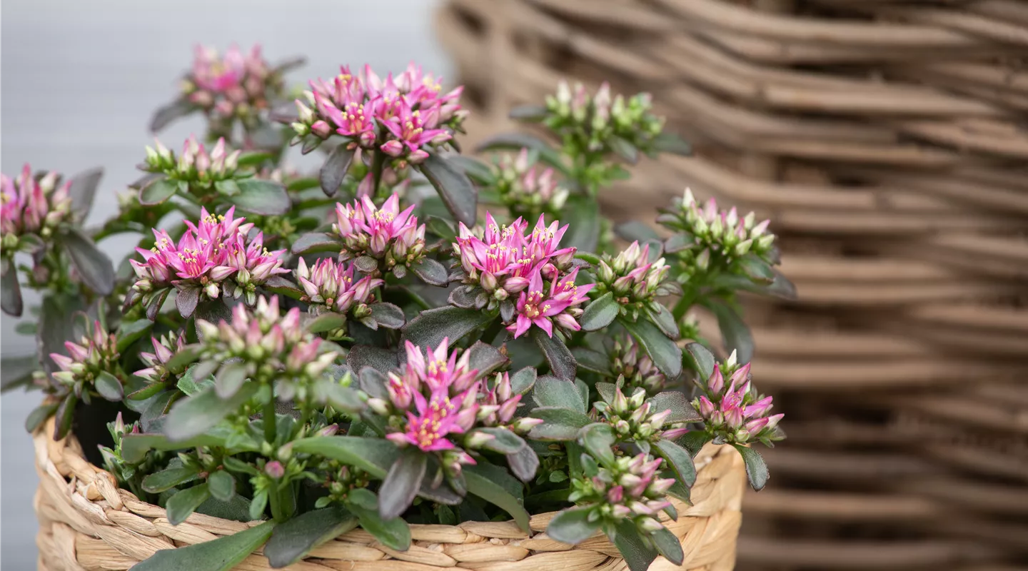 Sedum spurium 'Spot On™ Deep Rose' (GS622963.jpg)