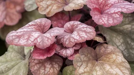 Heuchera 'Amber Lady'